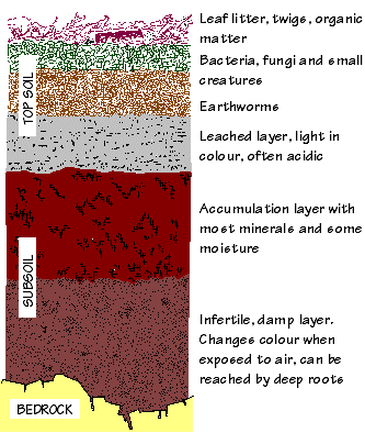 Succession to a climax ecology - annuals to trees and soil formation